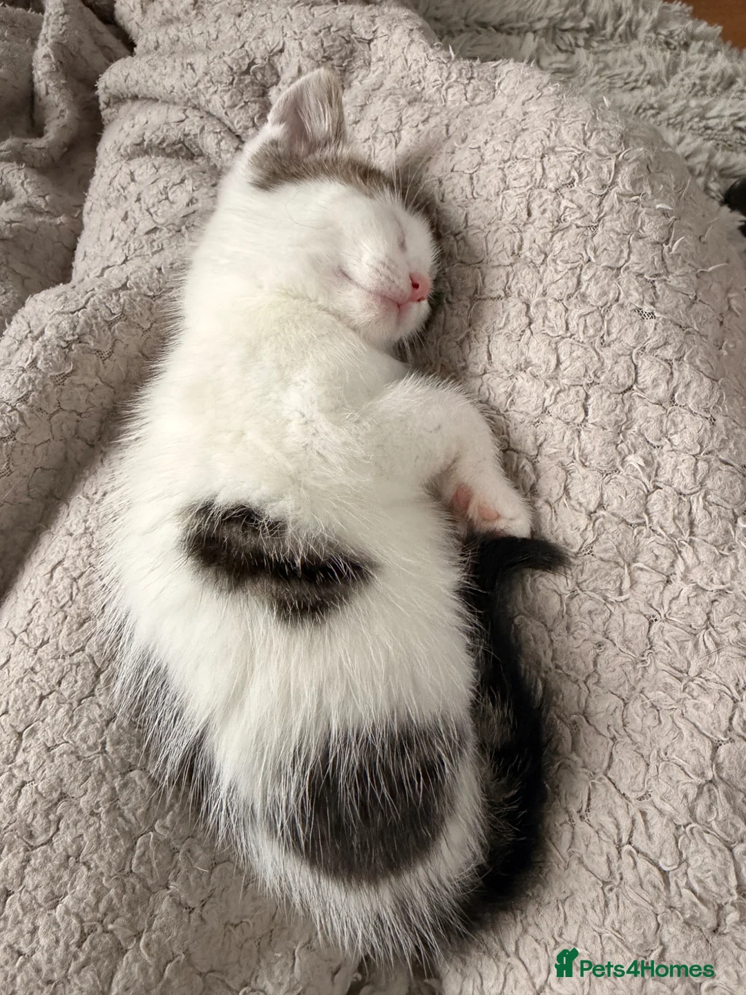 Mixed Breed cats for sale: One boy kitten for sale  - Advert 1