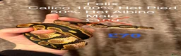 Python Snake reptiles for sale: Royal Pythons in Oldham - Advert 7