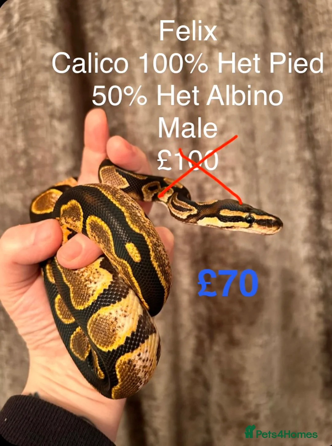 Python Snake reptiles for sale: Royal Pythons in Oldham - Advert 7