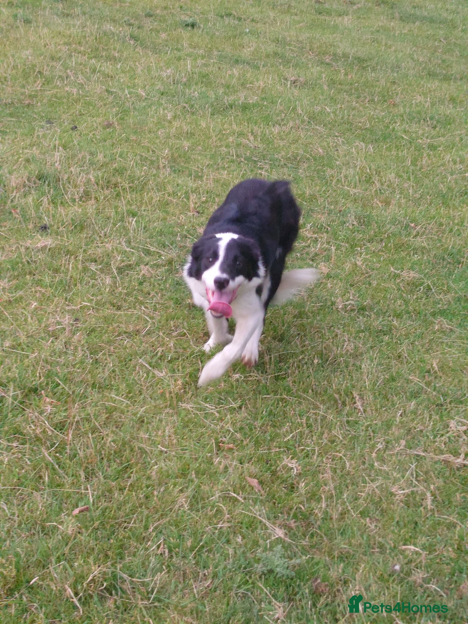 Border Collie dogs Border collie dogs for sale  - Advert 10