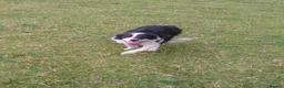 Border Collie dogs for sale: Border collie dogs for sale  in Machynlleth - Advert 2