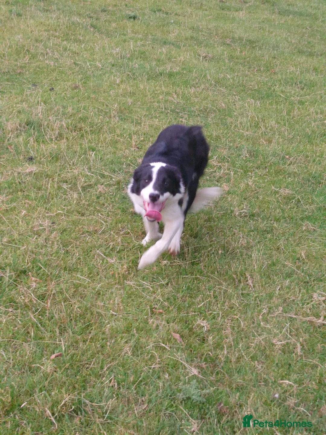 Border Collie dogs for sale: Border collie dogs for sale  in Machynlleth - Advert 2