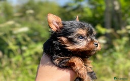 Yorkshire Terrier dogs for sale: QUALITY TRUE TEACUP YORKIES - Image 20