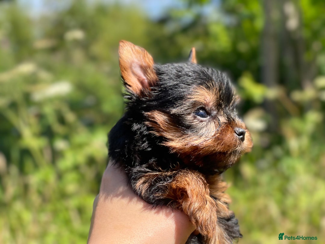 Yorkshire Terrier dogs for sale: QUALITY TRUE TEACUP YORKIES - Image 20