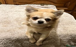 Chihuahua dogs for sale: Loyal and loving Chihuahua's for sale  - Image 7