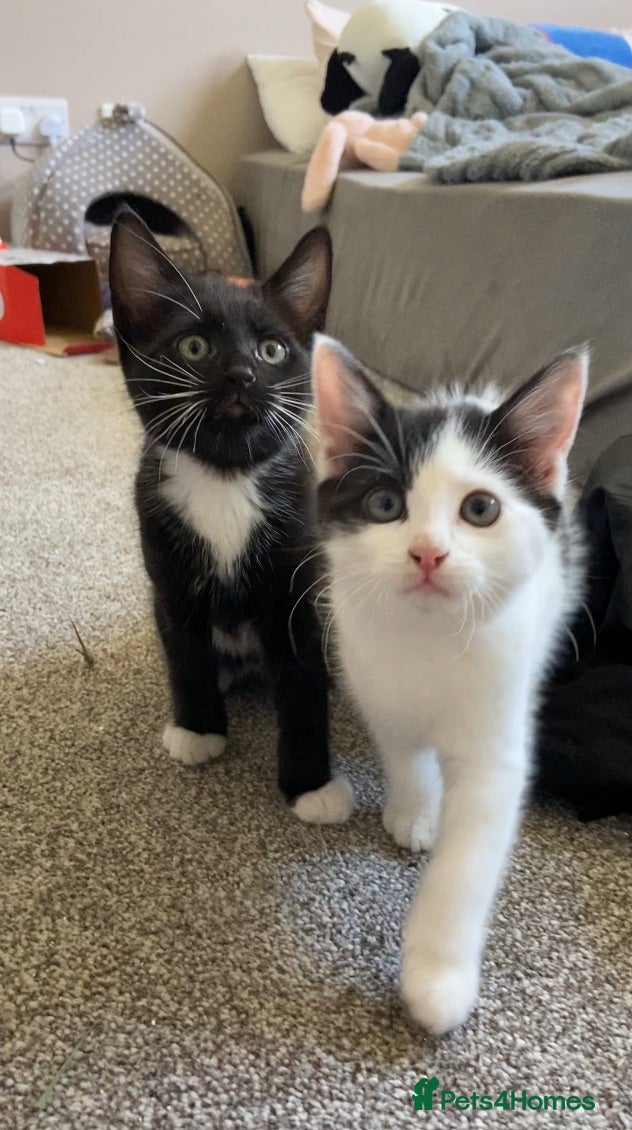 Mixed Breed cats 1 boy and 1 girl kitten for sale - Advert 4
