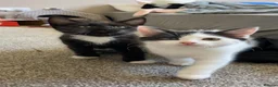 Mixed Breed cats for sale: 1 boy and 1 girl kitten for sale - Advert 1