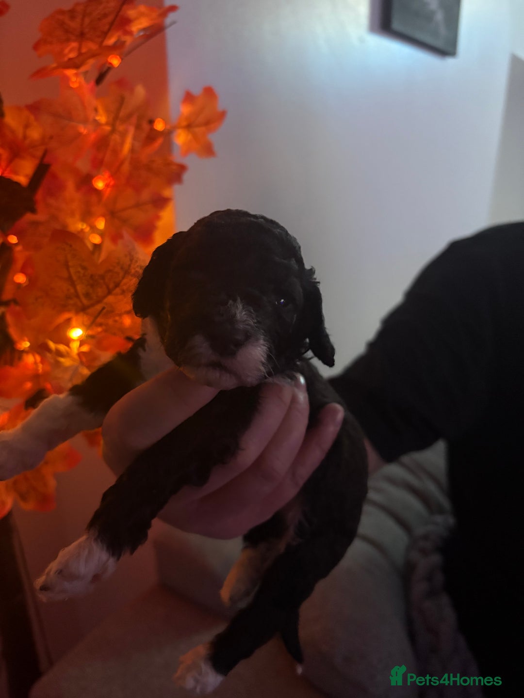 Sproodle dogs for sale: F2 Sproodle Puppies - Image 18