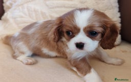 Cavalier King Charles Spaniel dogs for sale: KC Beautiful Cavalier King Charles puppies - Image 15