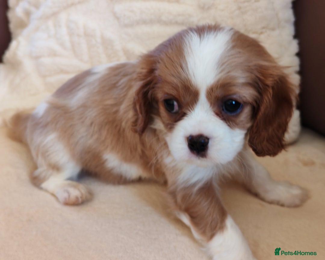 Cavalier King Charles Spaniel dogs for sale: KC Beautiful Cavalier King Charles puppies - Image 15