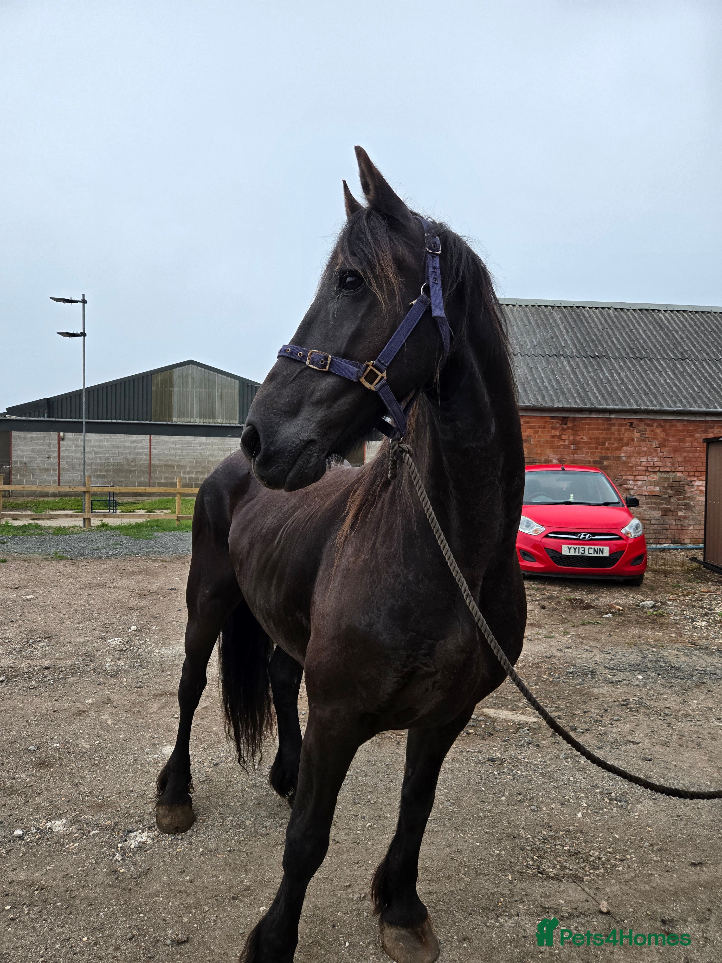Friesian horses Friesian gelding 16.1h kfps registered 17 years  - Advert 6