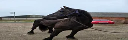Friesian horses for sale: Friesian gelding 16.1h kfps registered 17 years  - Advert 1