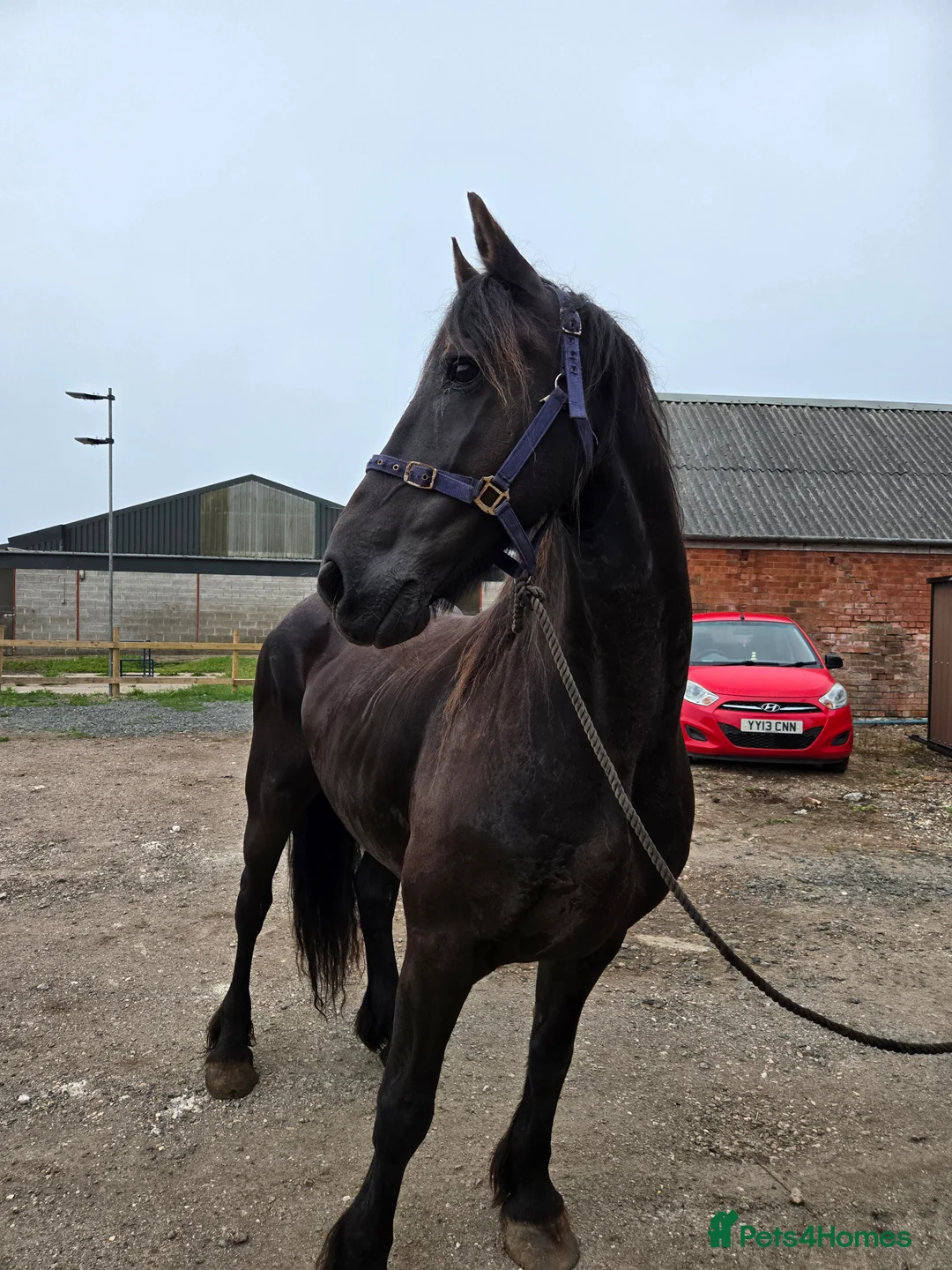 Friesian horses for sale: Friesian gelding 16.1h kfps registered 17 years  - Advert 1