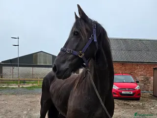 Friesian horses Friesian gelding 16.1h kfps registered 17 years - Advert 1