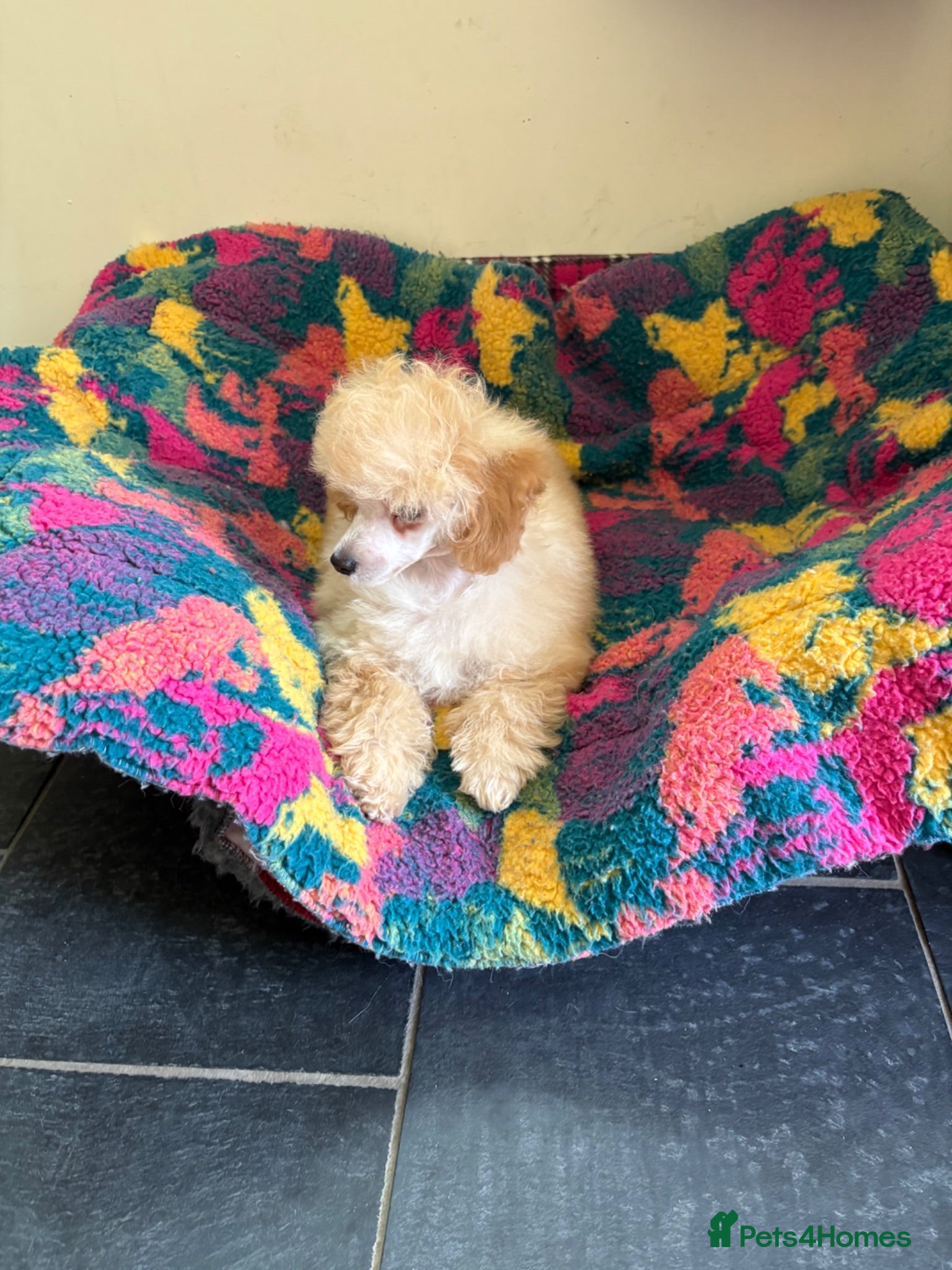 Toy Poodle dogs ⭐️ Licensed Breeder ⭐️ KC Toy Poodles - Advert 2
