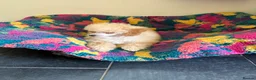 Toy Poodle dogs for sale: ⭐️ Licensed Breeder ⭐️ KC Toy Poodles - Advert 2