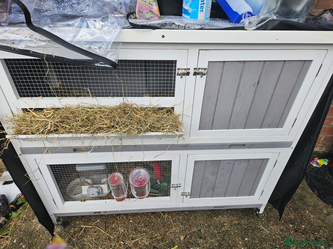 French Lop rabbits for sale: 2 female French lop rabbits and brand new hutch - Image 2