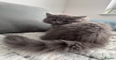 British Longhair cats in Watford - Advert 1