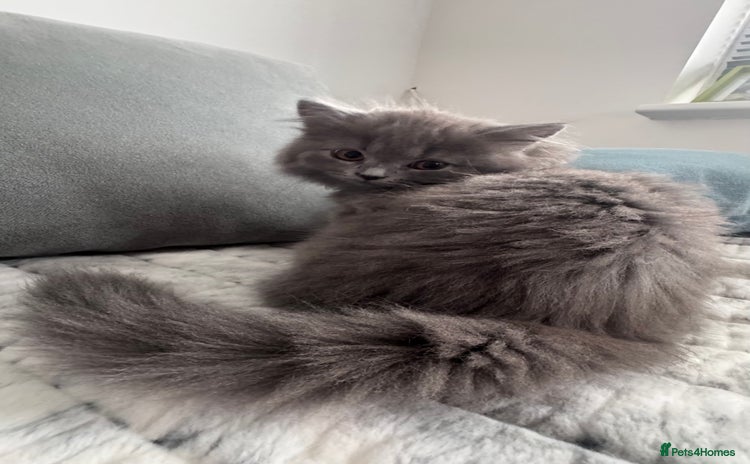British Longhair cats in Watford - Advert 2