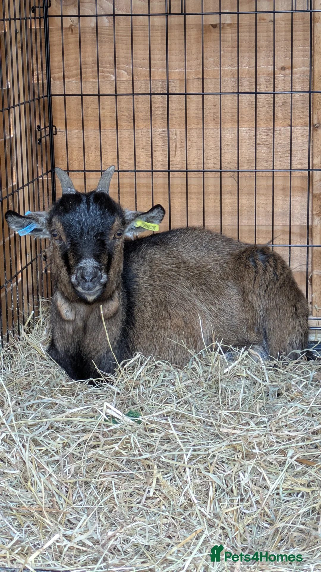 Goats livestock for sale: Pygmy Nanny Goats - Advert 3