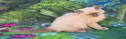 Ragdoll cats for sale: GCCF Registered Ragdoll Kittens  - Advert 15