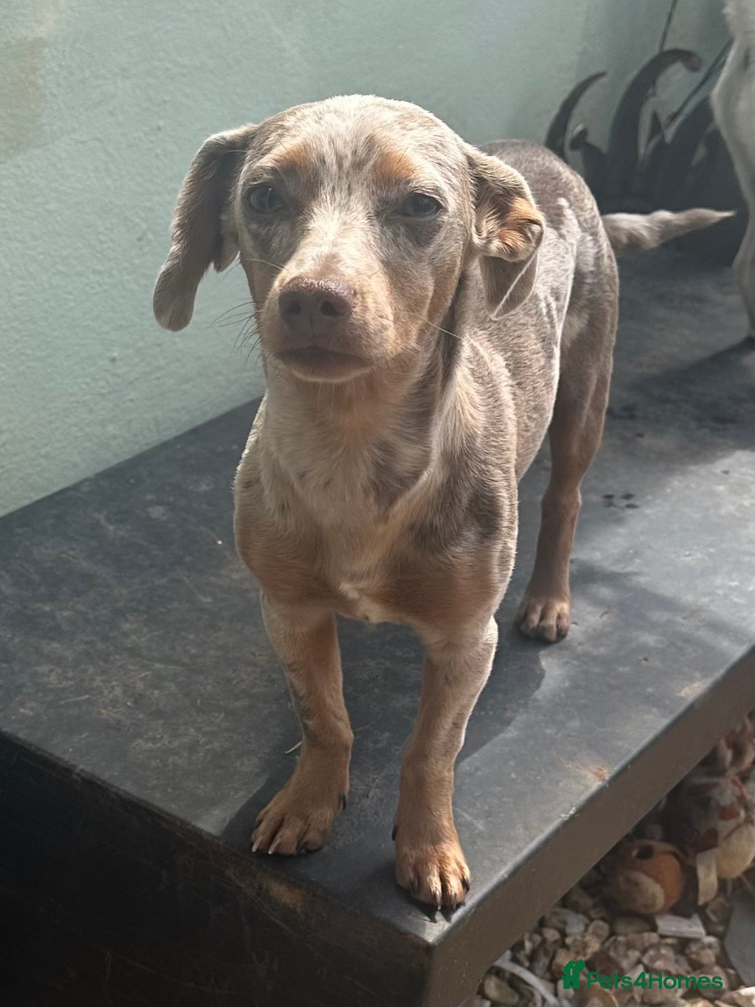 Mixed Breed dogs for sale: Rehome 6 month old female cheweenie - Image 3