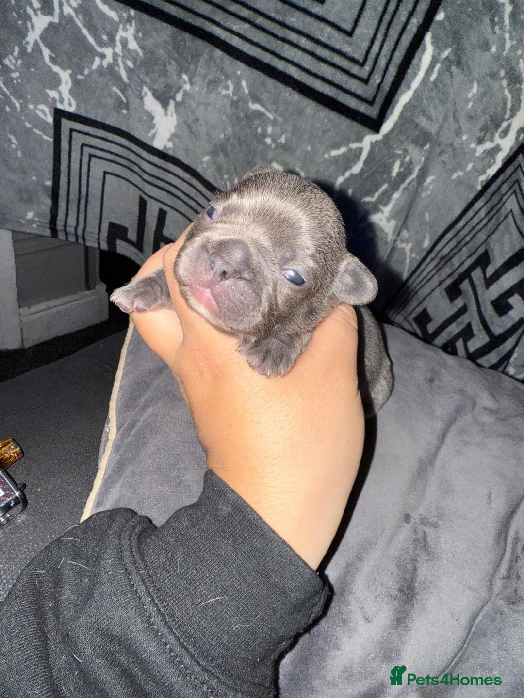 French Bulldog dogs for sale: French bull dog puppies  - Image 5