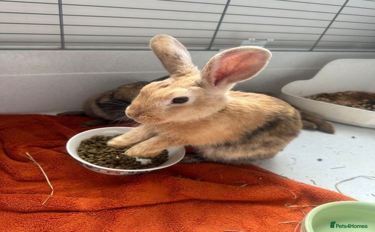 Mixed Breed rabbits - Advert 2