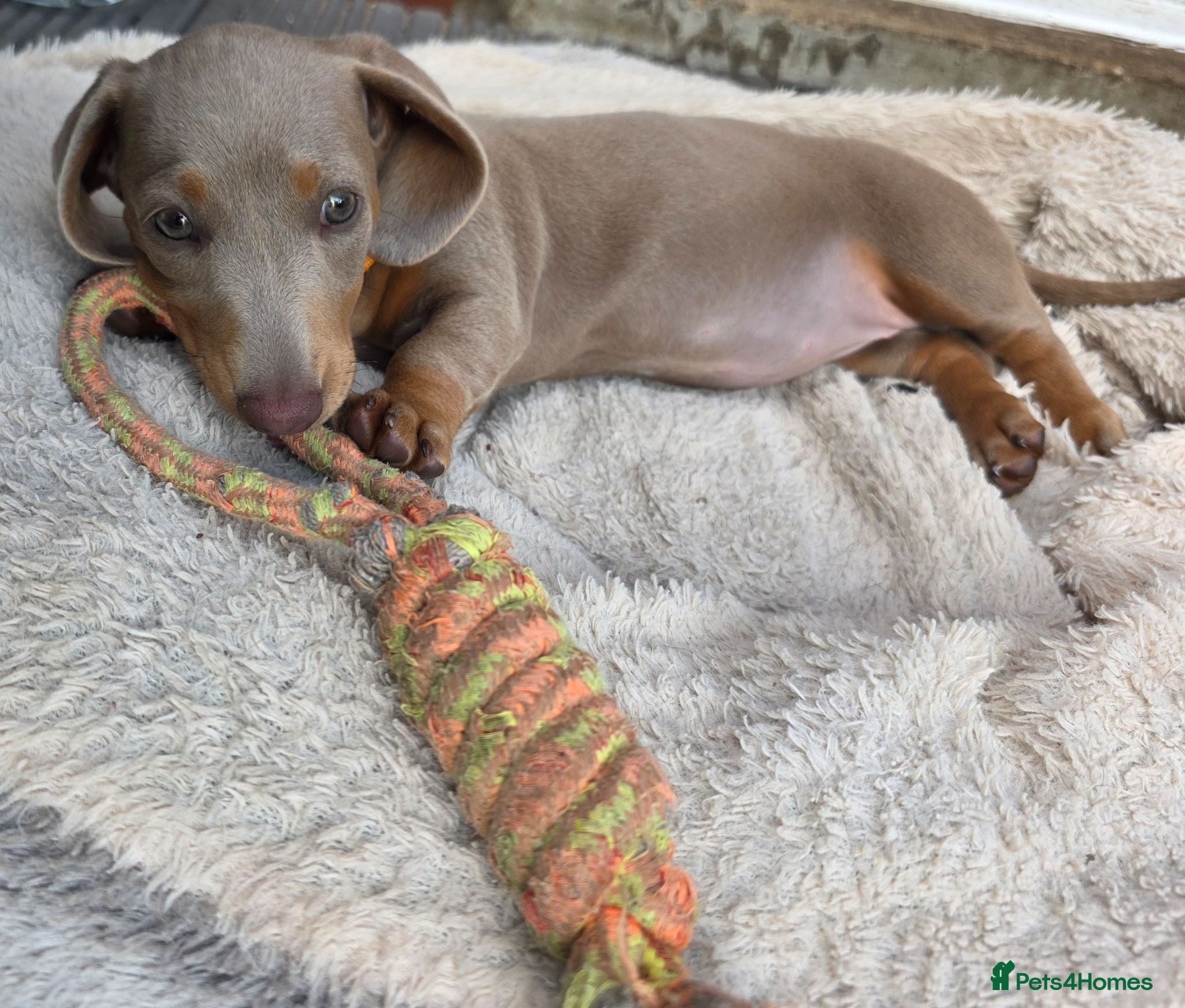Dachshund dogs ♥️LAST 1! ♥️Adorable #daschound isabella 🐾 - Advert 2