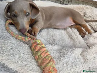 Dachshund dogs ♥️LAST 1! ♥️Adorable #daschound isabella 🐾 - Advert 2