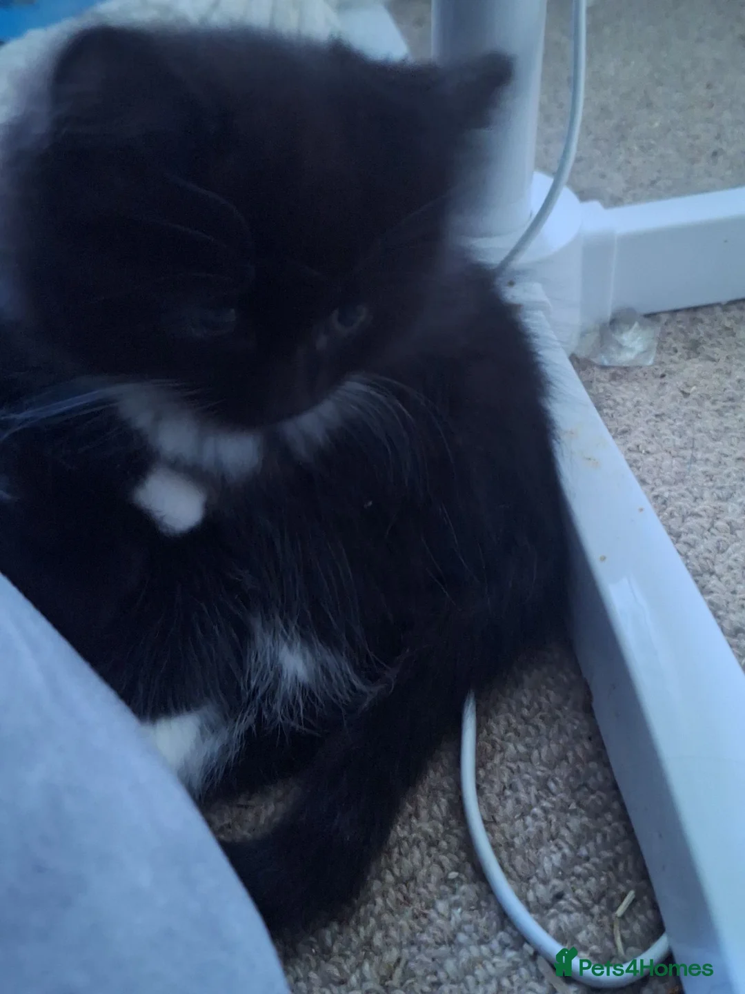 Mixed Breed cats for sale: 5 super fluffy kittens for sale - Advert 2