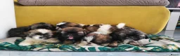 Shih Tzu dogs for sale: Shih tzu puppies - Advert 9