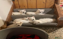 West Highland Terrier dogs for sale: Beautiful Westie puppies  - Image 9