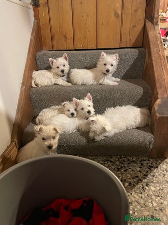 West Highland Terrier dogs - Advert 1