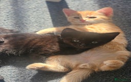 Domestic Shorthair cats for sale: Beautiful Family Friendly Tabby's - Image 7