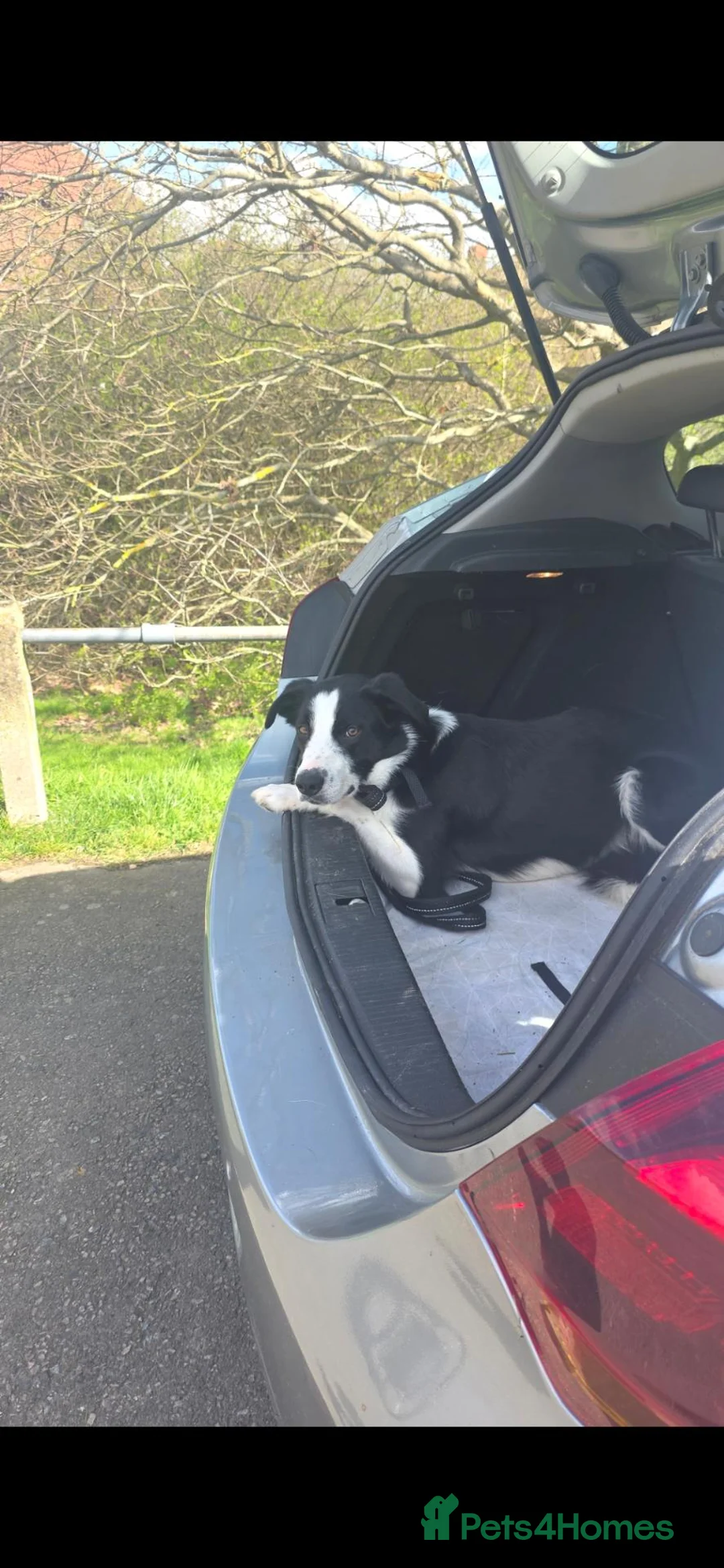 Mixed Breed dogs for sale: Loving bouncy Border collie mix ❤️  - Advert 2