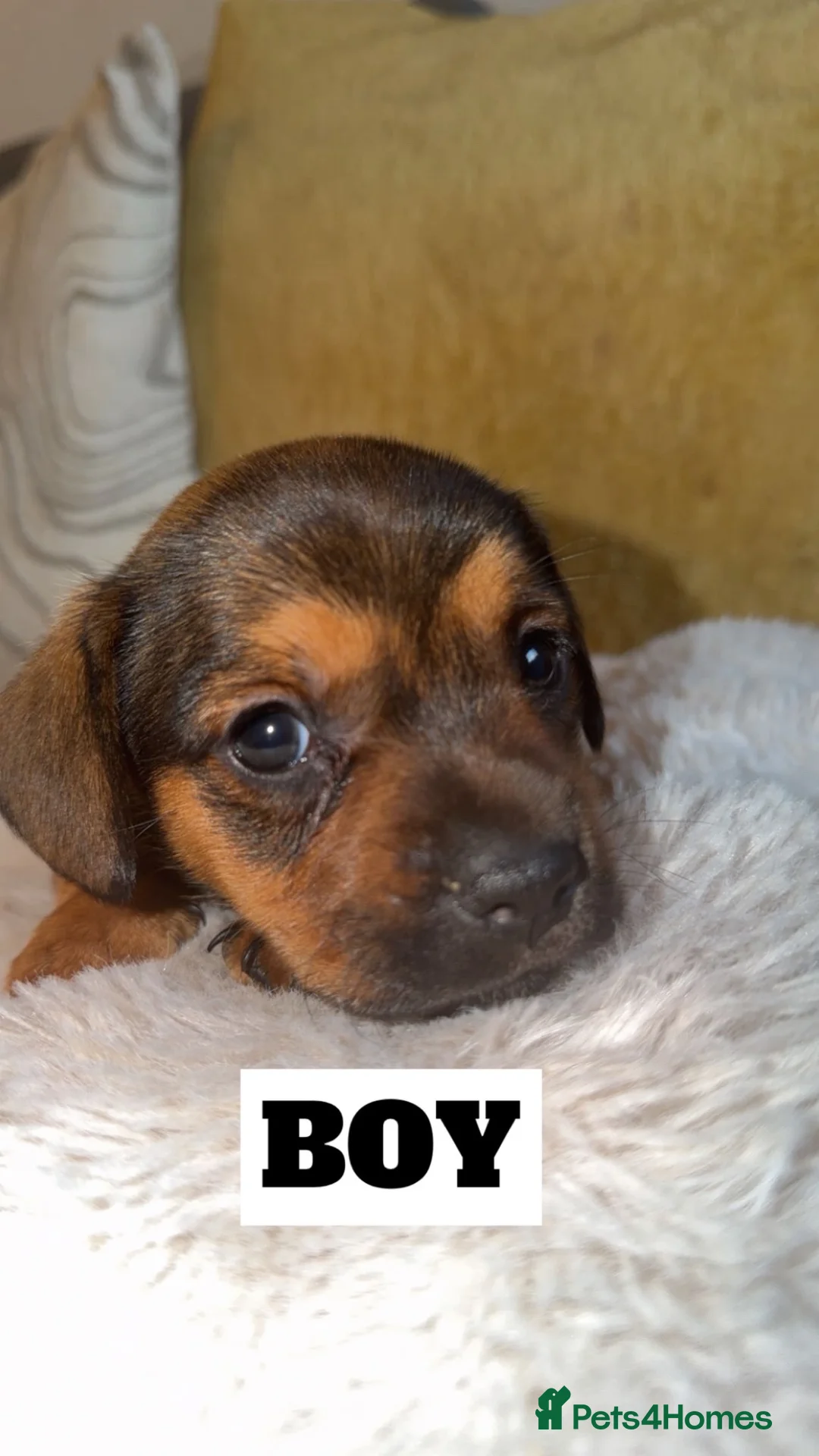 Mixed Breed dogs for sale: ✨ French Bull Wieners ✨ PUPPIES 🐶  - Advert 2