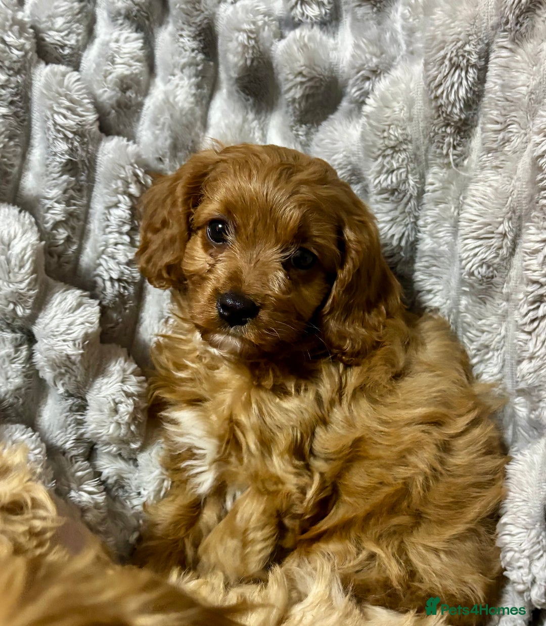 Cavapoo dogs for sale: Gorgeous F1 Cavapoo pups, health tested🐾 - Advert 3