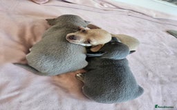 Chihuahua dogs for sale: 2 beautiful chihuahuas  - Image 11