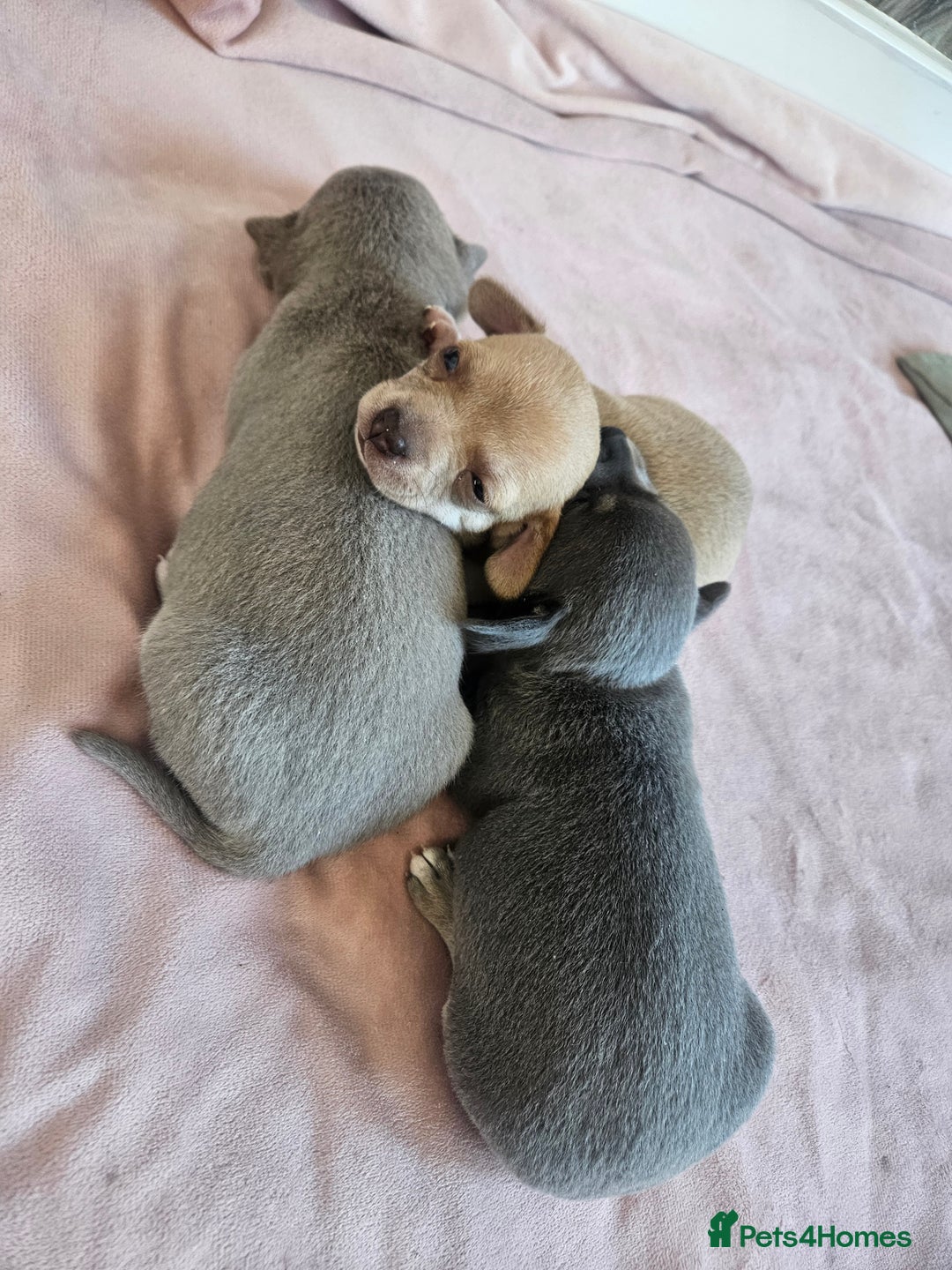 Chihuahua dogs for sale: 2 beautiful chihuahuas  - Image 11