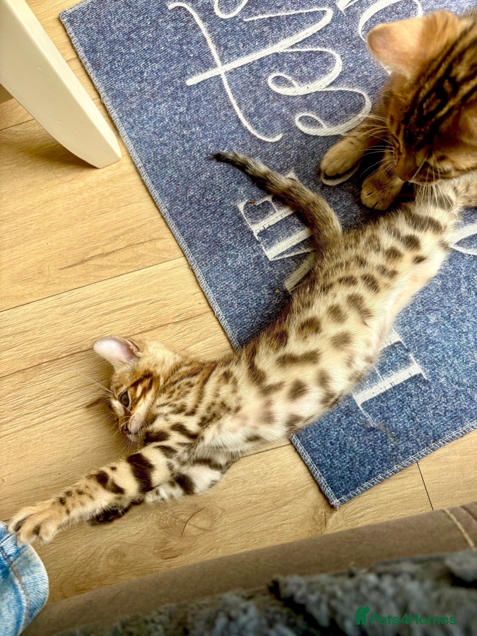 Bengal cats 🩵FINAL BENGAL KITTEN FOR FOREVER HOME🩵 - Advert 1