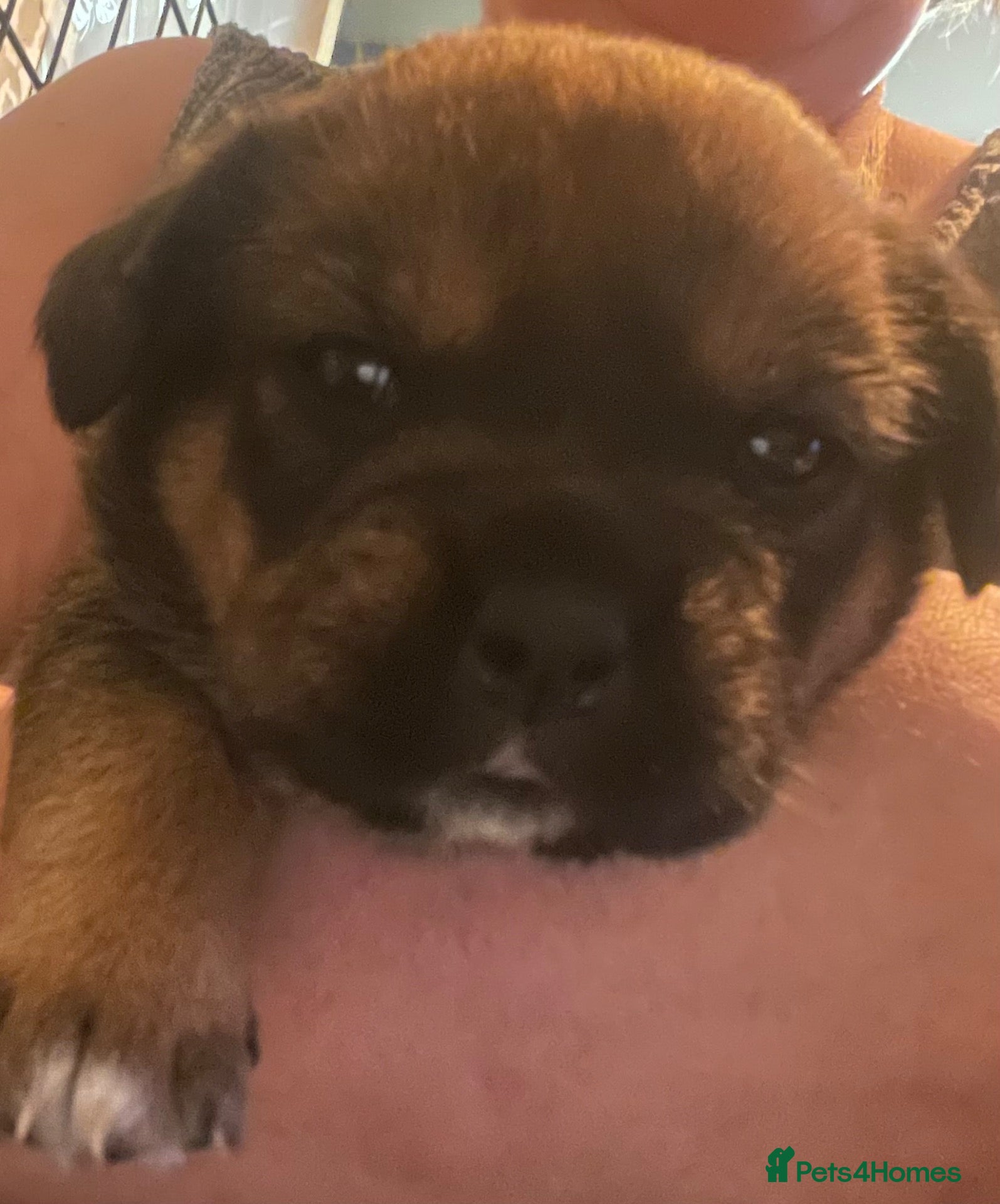 Mixed Breed dogs Rottweiler hybrid pup - Advert 16