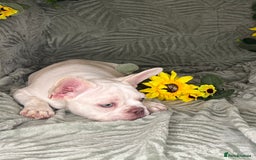 French Bulldog dogs for sale: Velvet and Fluffy french bulldogs  - Image 13