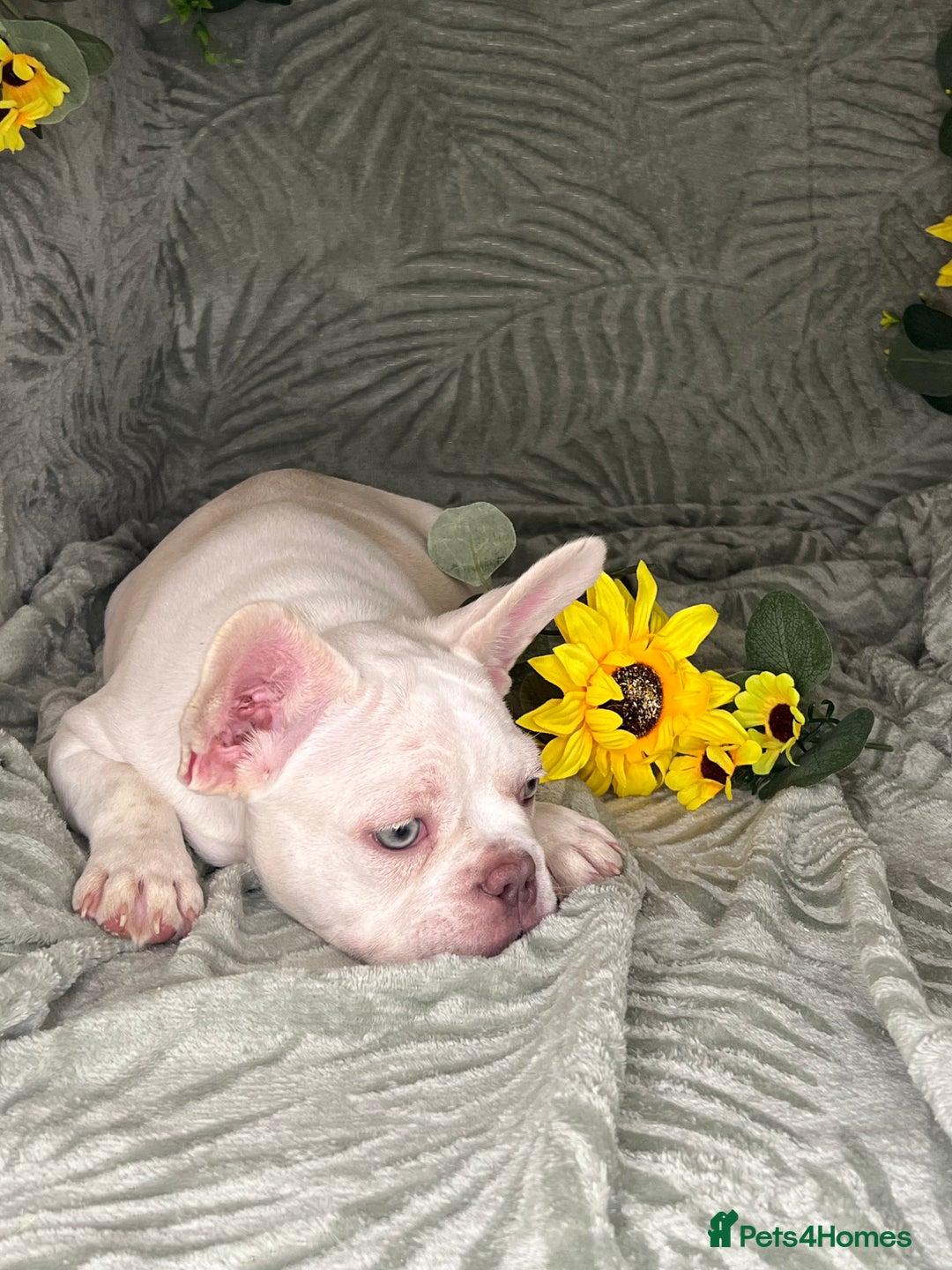 French Bulldog dogs for sale: Velvet and Fluffy french bulldogs  - Image 13