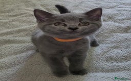 British Shorthair cats for sale: British Blue shorthair kittens £400 - Image 11