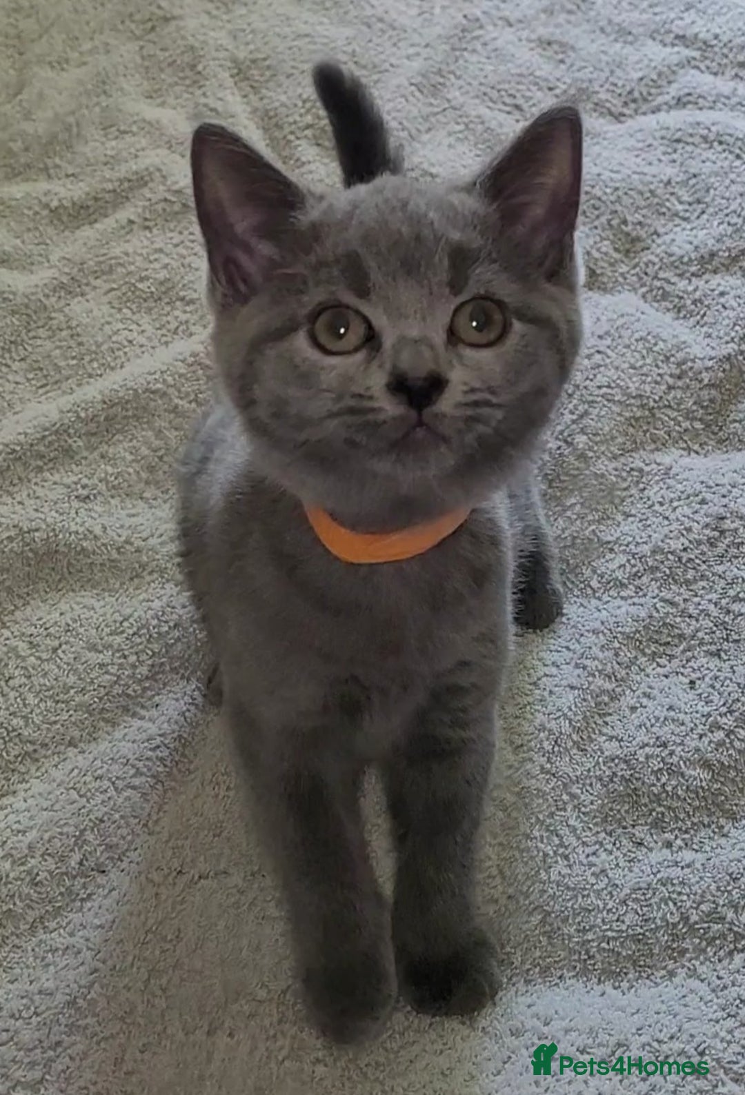 British Shorthair cats for sale: British Blue shorthair kittens £400 - Image 11