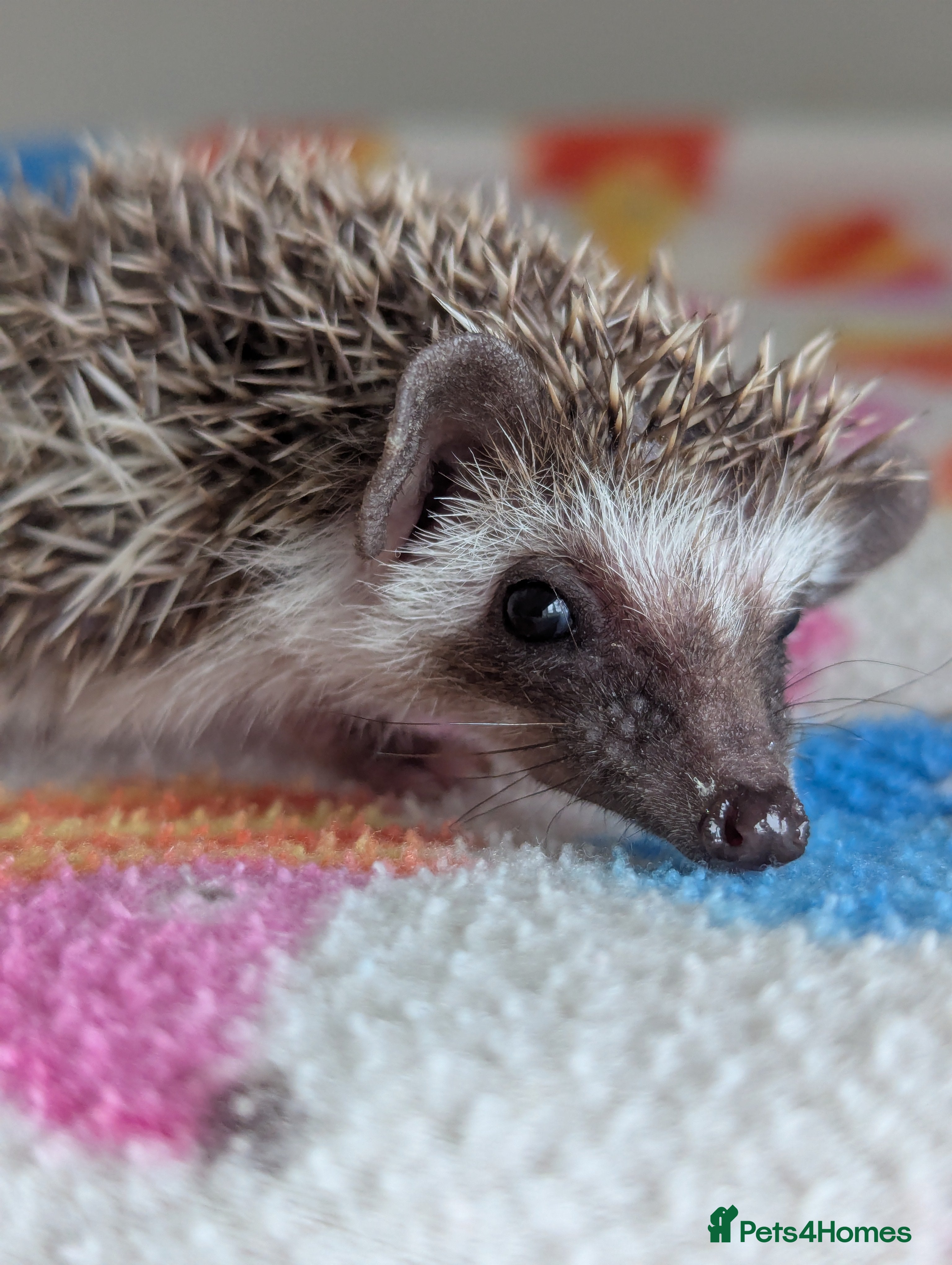 Pygmy Hedgehog rodents Beautiful Hoglets Ready for 5* Homes - Advert 15