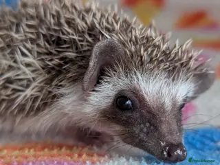 Pygmy Hedgehog rodents Beautiful Hoglets Ready for 5* Homes - Advert 3