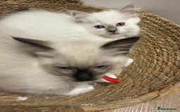 Ragdoll cats for sale: Beautiful litter of Ragdoll baby’s! 🐱🤍🐱 - Image 8