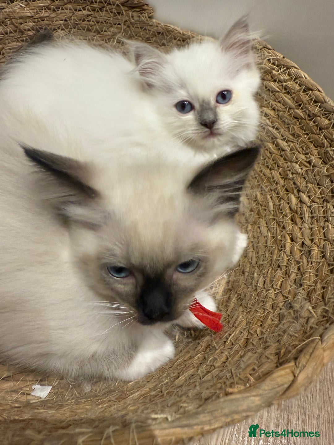 Ragdoll cats for sale: Beautiful litter of Ragdoll baby’s! 🐱🤍🐱 - Image 8